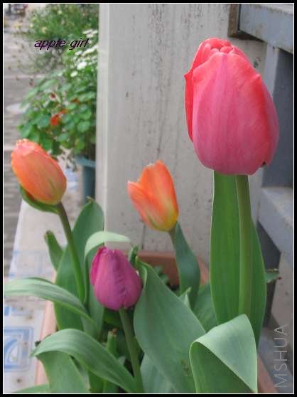 ��Ƭ20080318 017.jpg