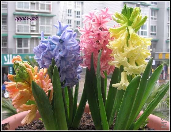 ��Ƭ20080318 015.jpg