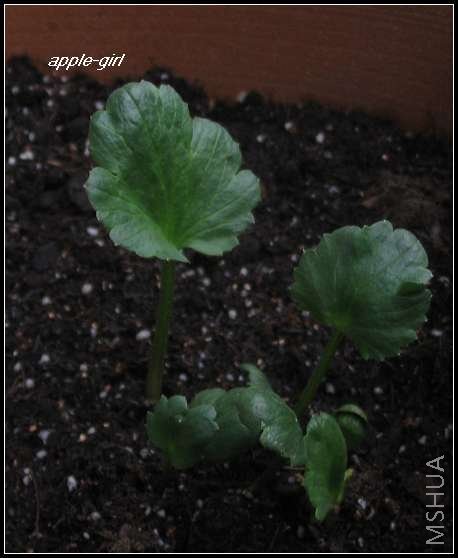 ��Ƭ20080318 008.jpg