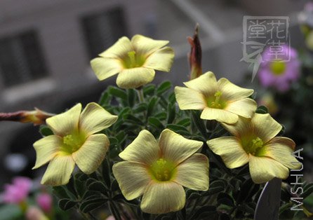 Oxalis obtusa Wheat.jpg