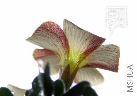 Oxalis obtusa Wheat2.jpg