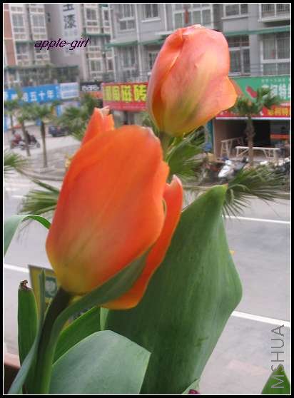 ��Ƭ20080318 021.jpg