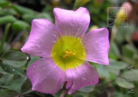 Oxalis comosa 2.jpg