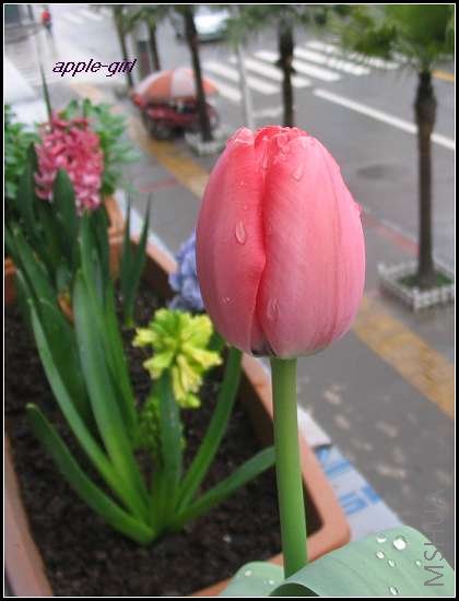 ��Ƭ20080318 013.jpg