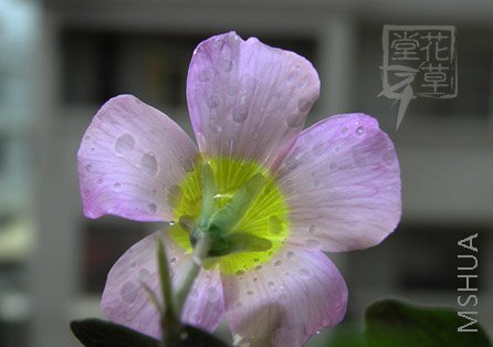 Oxalis comosa5.jpg