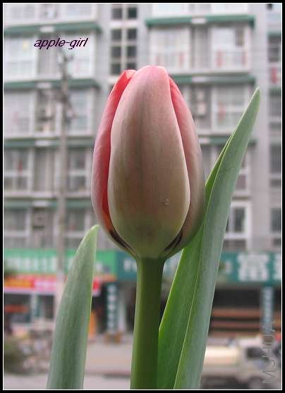 ��Ƭ20080318 005.jpg