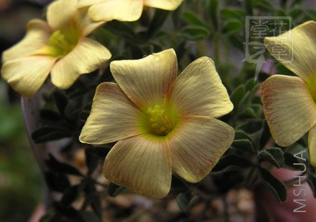 Oxalis obtusa Wheat 2.jpg