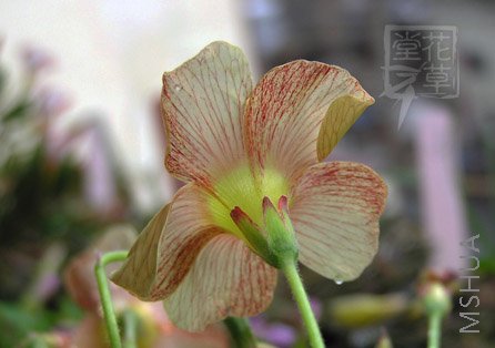 Oxalis obtusa Amber .jpg