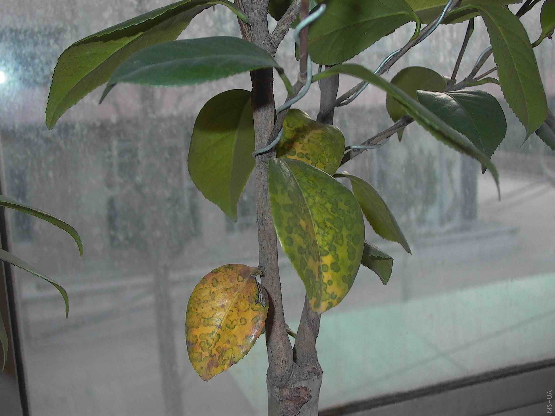 P1000177r.jpg