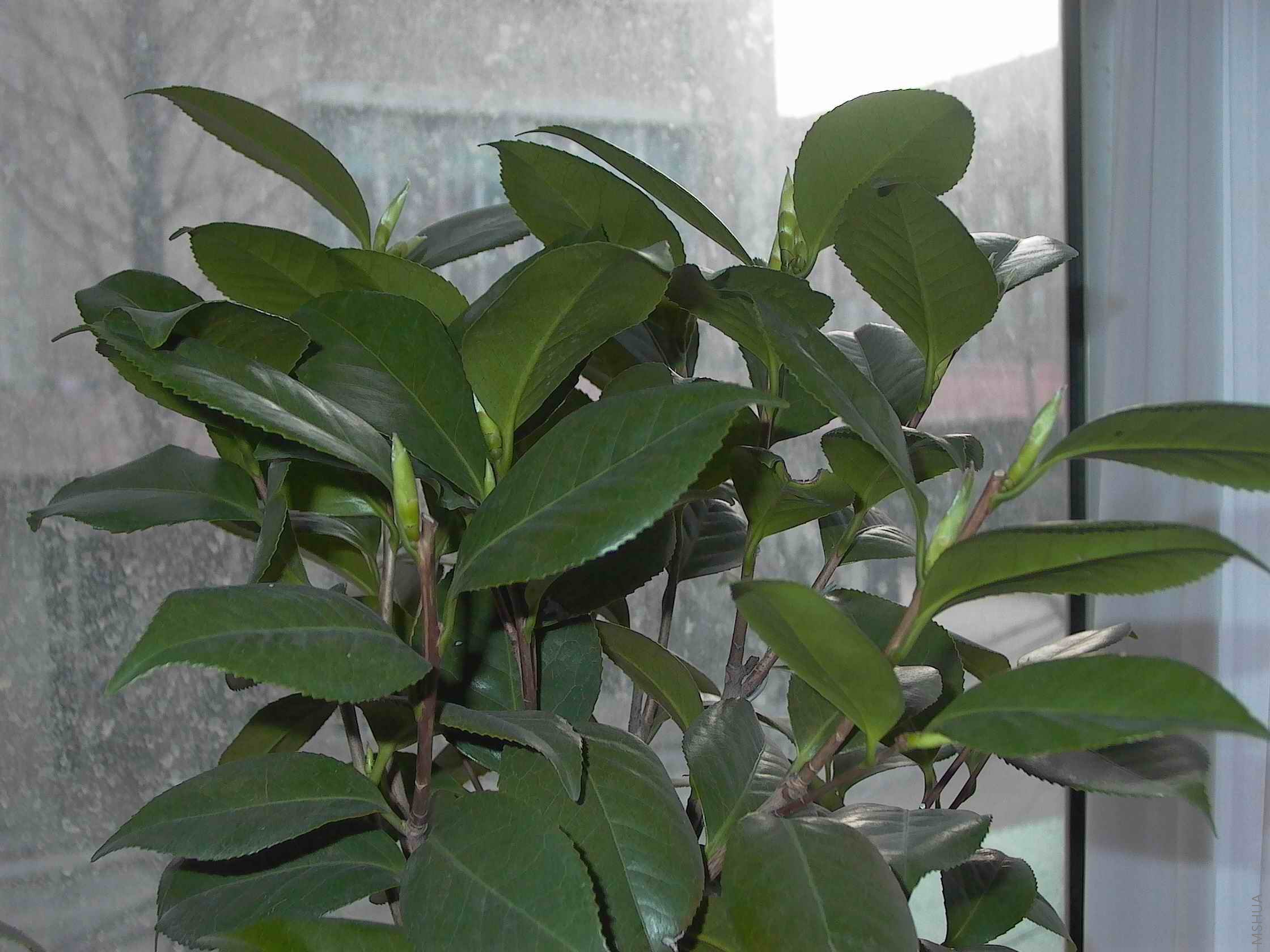 P1000178r.jpg