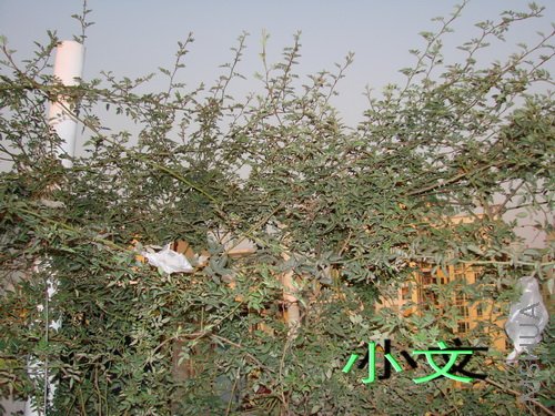 �½� ACDSee 9.0 BMP ͼ��.jpg