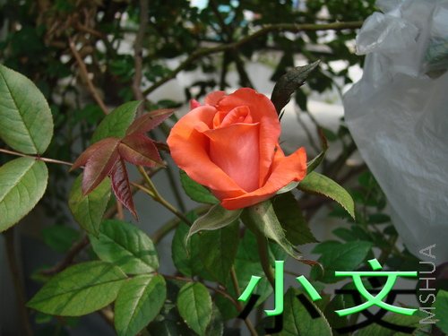 �½� ACDSee 9.0 BMP ͼ��.jpg