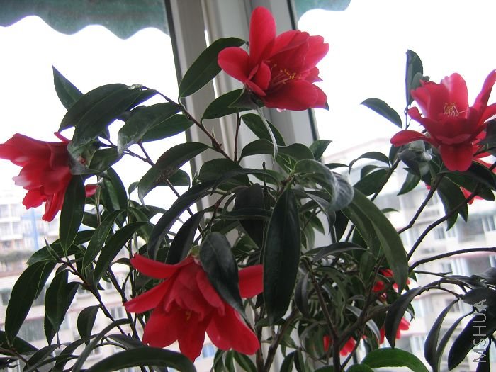 ��   ��    2007 045.jpg