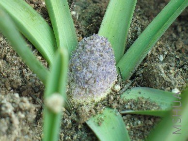 ��������ֳ�����һ��