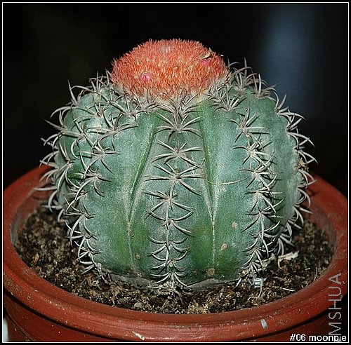 20070604005.jpg