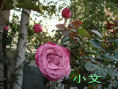 �½� ACDSee 9.0 BMP ͼ��.jpg