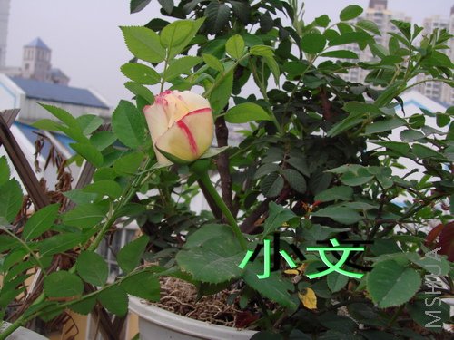 �½� ACDSee 9.0 BMP ͼ��.jpg