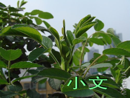 �½� ACDSee 9.0 BMP ͼ��.jpg