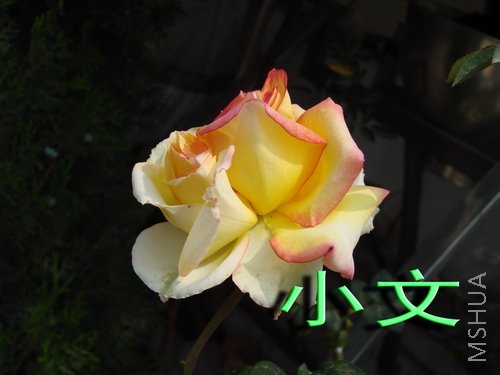 �½� ACDSee 9.0 BMP ͼ��.jpg