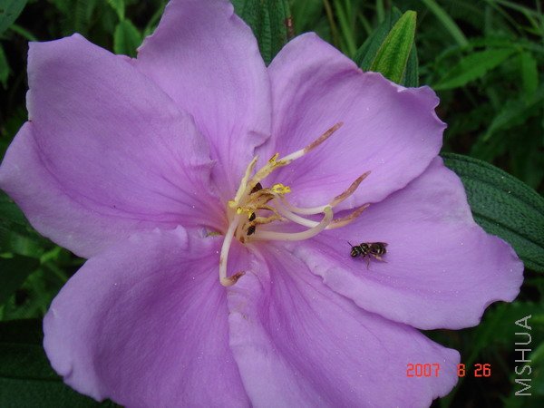 DSC07580_��С��С.JPG