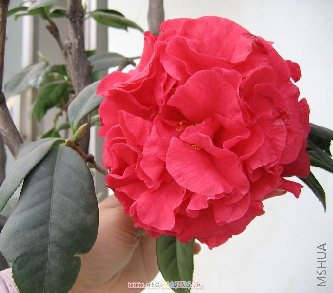 ��   ��    2007 077.jpg