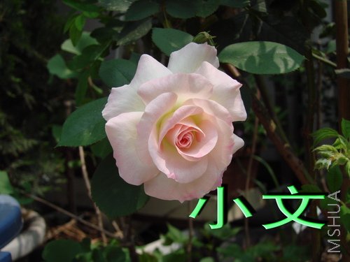 �½� ACDSee 9.0 BMP ͼ��.jpg