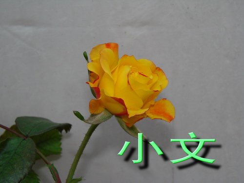 �½� ACDSee 9.0 BMP ͼ��.jpg