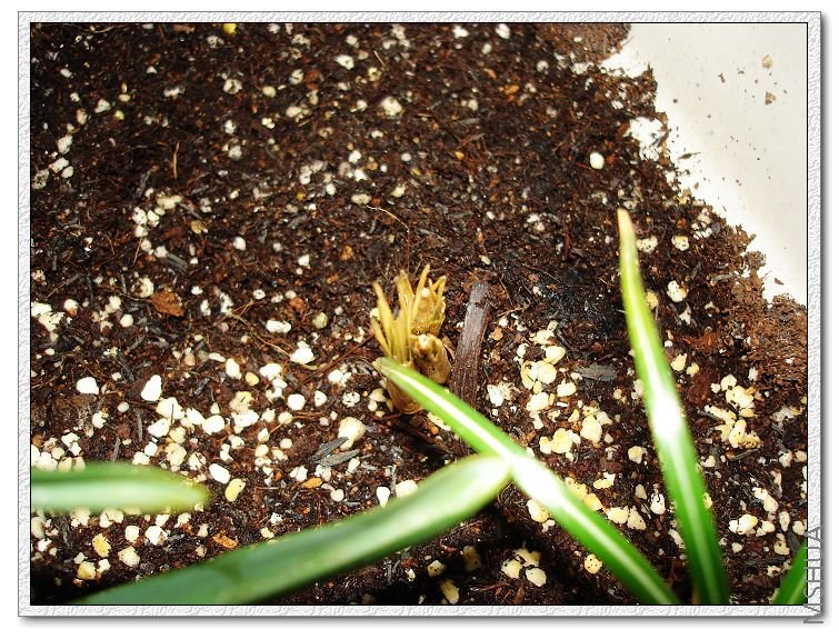 ��������һֱ���⸱״̬