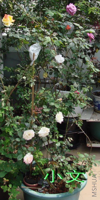 �½� ACDSee 9.0 BMP ͼ��.jpg