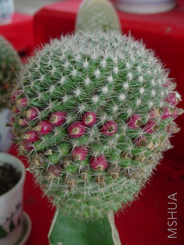 8_28152250.jpg