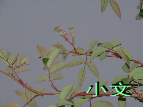 �½� ACDSee 9.0 BMP ͼ��.jpg