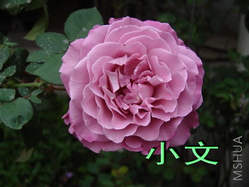 �½� ACDSee 9.0 BMP ͼ��.jpg