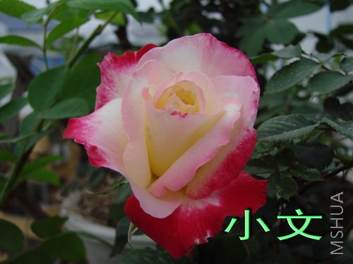 �½� ACDSee 9.0 BMP ͼ��.jpg