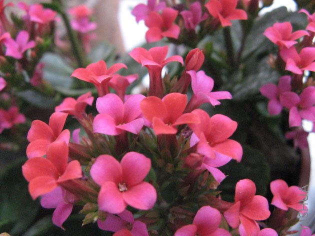 ����ǳǳ��õ����Ǻÿ�