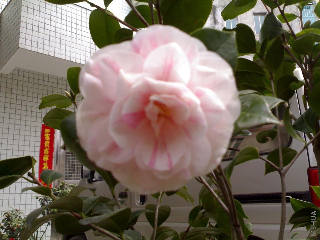 20080320.jpg