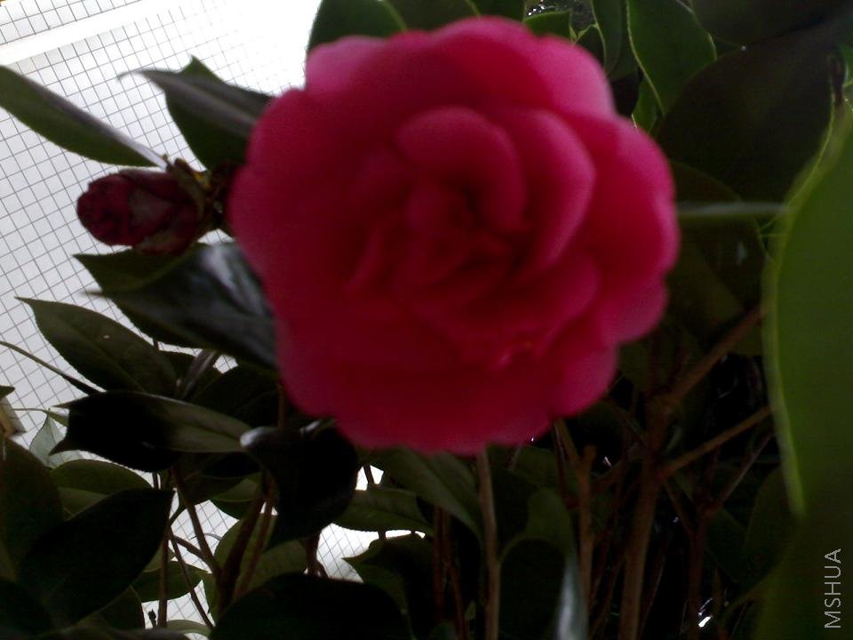 20080320(001).jpg