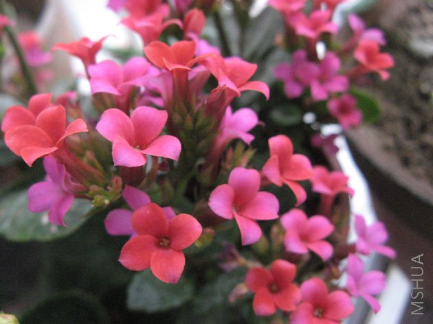 ��Ŀ��˺ܾã������������ˣ�������ñȽ϶�