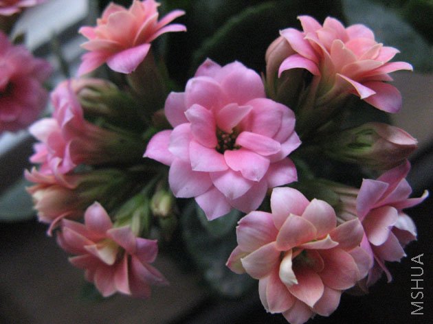 ��ϲ�����ɫ�ģ���ɫ���