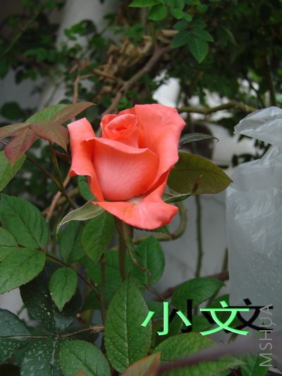 �½� ACDSee 9.0 BMP ͼ��.jpg