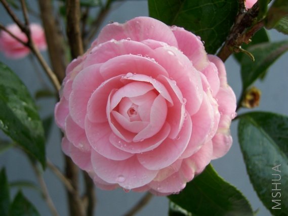 2,С�Һ쿪��,�Ǻ�