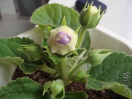 ������С DSC00197.JPG