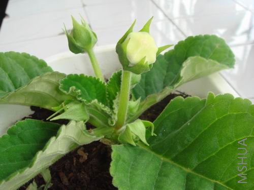 ������С DSC00196.JPG