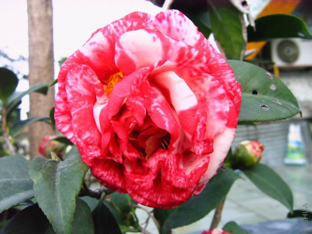 ������С IMG_0884.JPG