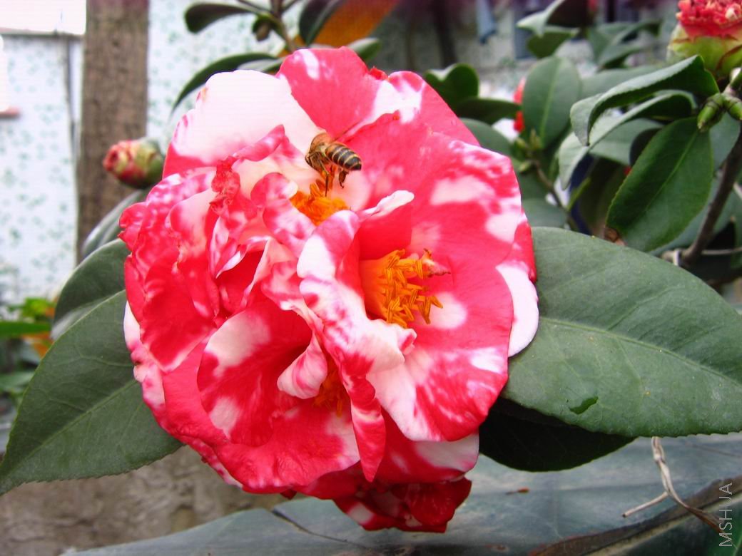 ������С IMG_0908.JPG