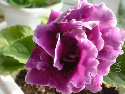 ������С DSC00718.JPG