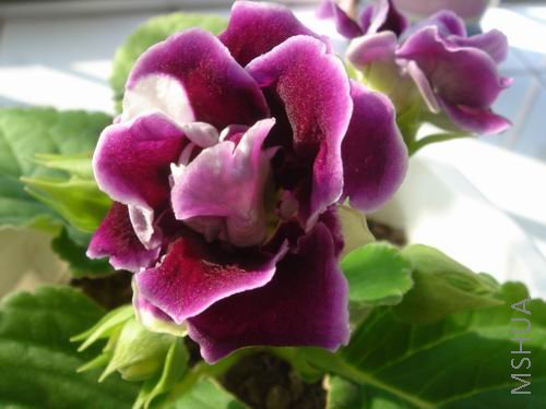 ������С DSC00243.JPG