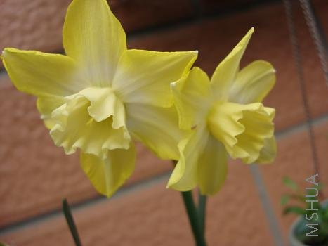 ��֦��ˮ�ɸ�������