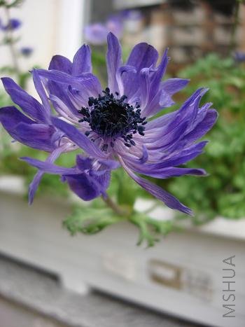 ��ô��������