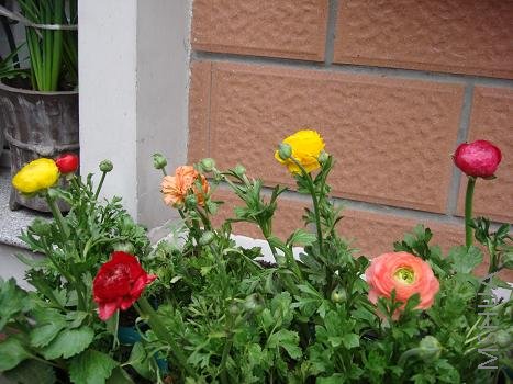 ���ո���Ļ�ë��