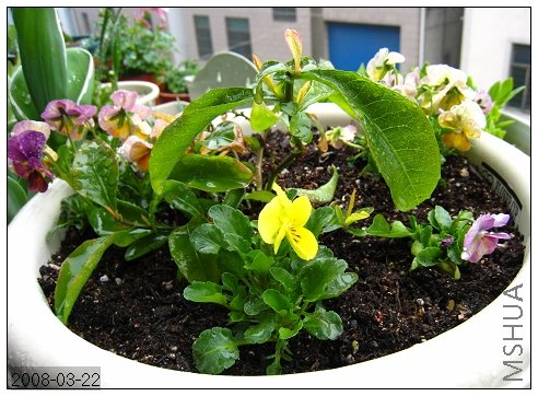 ������ѿ����